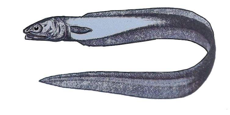 Echiodon drummondii_011.jpg
